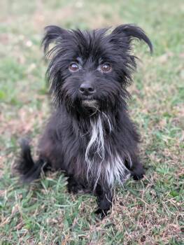 Rescue Yorkshire Terrier Dogs for Adoption in Baton Rouge, Louisiana - Rainy | PetCurious
