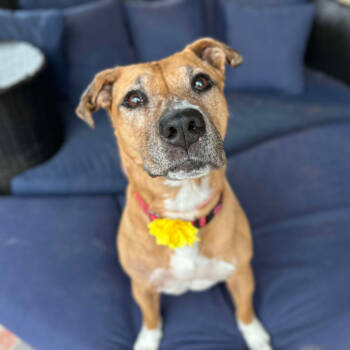 Rescue Pit Bull Terrier Dogs for Adoption in Ramona, California - Haley | PetCurious