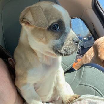 Doberman Pinscher and Mixed Breed Dogs Available for Adoption - River | PetCurious