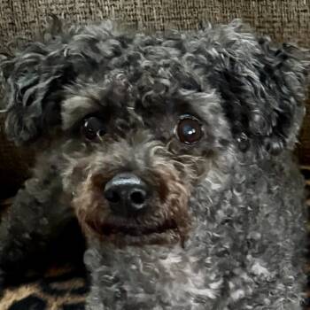 Miniature Poodle Dogs Available for Adoption in Elkhart, Indiana - Pearl | PetCurious