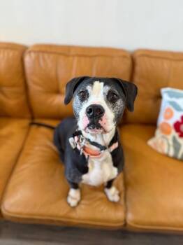 Hope loves all the treats -  Pit Bull Terrier and American Staffordshire Terrier Dog for Adoption in Friendswood, Texas - Hope Loves All The Treats | PetCurious