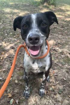 Rescue Australian Cattle Dog Blue Heeler Dogs for Adoption in Heber Springs, Arkansas - Jake | PetCurious