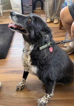 Gracie -  Border Collie Dog for Adoption in Deming, New Mexico - Gracie | PetCurious