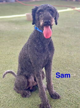 Rescue Standard Poodle and Golden Retriever Dogs for Adoption - Sammy | PetCurious
