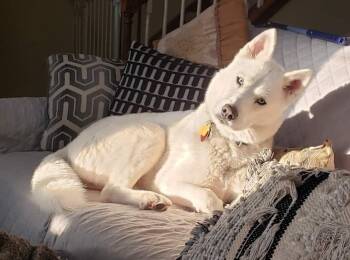 Sasha -  Siberian Husky and Husky Dog for Adoption in Seville, Ohio - Sasha | PetCurious