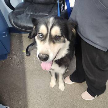 Husky Dogs Available for Adoption in Kingman, Arizona - Knight | PetCurious