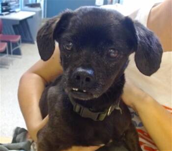 Shih Tzu and Mixed Breed Dogs Available for Adoption - WILLIAM | PetCurious