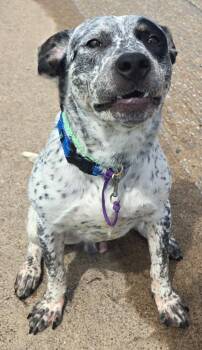 KOBAYASHI -  Australian Cattle Dog Blue Heeler Dog for Adoption in Sandusky, Ohio - KOBAYASHI | PetCurious