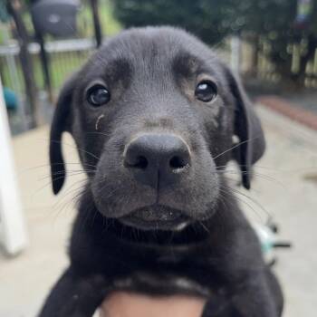 Amadeus -  Mixed Breed Dog for Adoption in Fredericksburg, Virginia - Amadeus | PetCurious