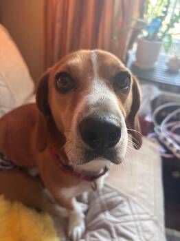 Rescue Beagle Dogs for Adoption in Knoxville, Tennessee - Rusty | PetCurious