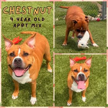 Rescue Pit Bull Terrier Dogs for Adoption in Greenwood, Indiana - Chestnut | PetCurious