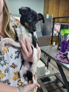Punky -  Rat Terrier Dog for Adoption in Pottstown, Pennsylvania - Punky | PetCurious