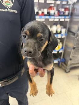 Terrier Dogs Available for Adoption in Stockton, California - A375885 | PetCurious