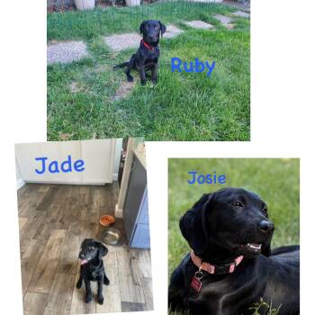 Jade -  Labrador Retriever Dog for Adoption in San Francisco, California - Jade | PetCurious