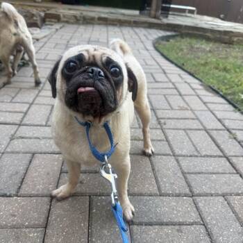 Chicken Tortilla -  Pug Dog for Adoption in New York, New York - Chicken Tortilla | PetCurious