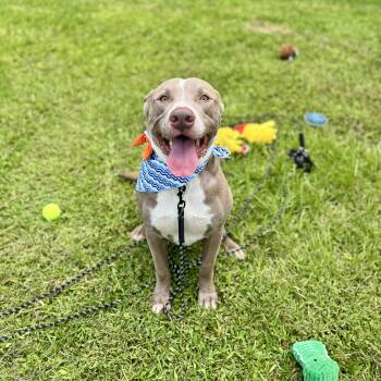 Rescue American Staffordshire Terrier Dogs for Adoption in Angleton, Texas - Kano | PetCurious