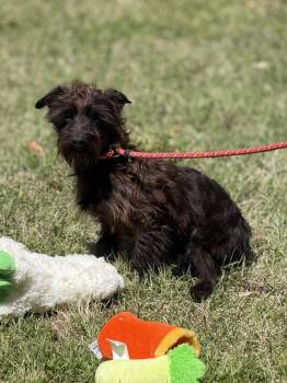 Schnauzer and Wire Fox Terrier Dogs Available for Adoption in Locust Fork, Alabama - Billy-Ray | PetCurious
