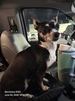 AMEILA -  Chihuahua Dog for Adoption in San Antonio, Texas - AMEILA | PetCurious