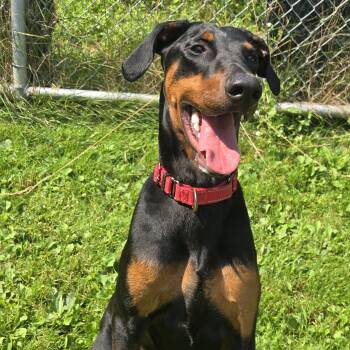 Riot In Prison Program -  Doberman Pinscher Dog for Adoption in Honesdale, Pennsylvania - Riot In Prison Program | PetCurious