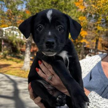 NY Ghost Bat avail Oct 31 (Tractor Supply Patterson NY) -  Australian Cattle Dog Blue Heeler and Labrador Retriever Dog for Adoption in Stormville, New York - NY Ghost Bat Avail Oct 31 (Tractor Supply Patterson NY) | PetCurious
