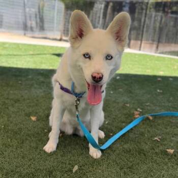 Juniper -  Siberian Husky Dog for Adoption in Walnut Creek, California - Juniper | PetCurious