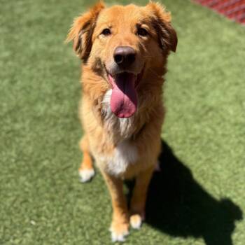 Rescue Australian Shepherd Dogs for Adoption in Buellton, California - Billy | PetCurious
