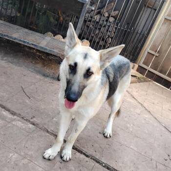 Sheila Dobie -  Mixed Breed Dog for Adoption in Houston, Texas - Sheila Dobie | PetCurious