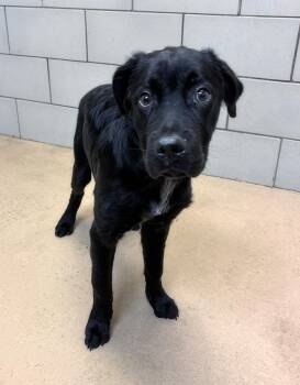 Alfredo -  Mixed Breed Dog for Adoption in Nashville, Tennessee - Alfredo | PetCurious