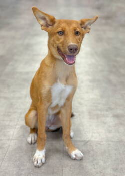 Rescue Shepherd Dogs for Adoption in Helotes, Texas - Amaya | PetCurious