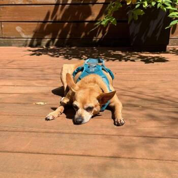Castine -  Chihuahua Dog for Adoption in New York, New York - Castine | PetCurious