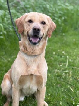 Labrador Retriever Dogs Available for Adoption in Hamilton, Ontario - Baxter | PetCurious