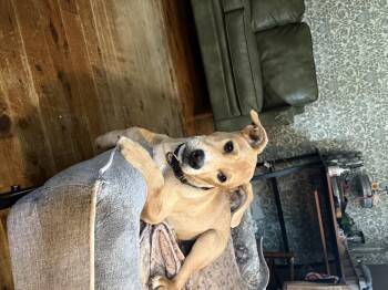 Beagle Dogs Available for Adoption in Pleasant Valley, New York - Draco | PetCurious