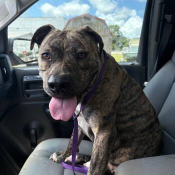 Jasmine -  English Bulldog Dog for Adoption in Lufkin, Texas - Jasmine | PetCurious