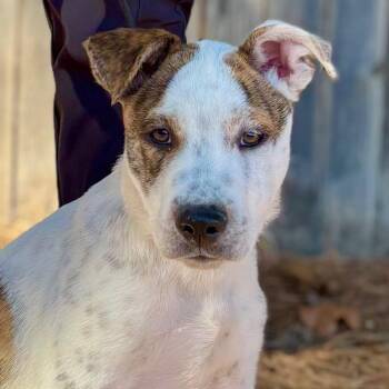 Mixed Breed Dogs Available for Adoption - FWT Benji Bottoms | PetCurious