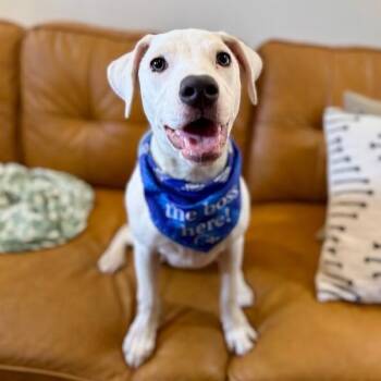 Yuki Happy Hops the Itty-Bitty Babe -  Pit Bull Terrier and Terrier Dog for Adoption in Friendswood, Texas - Yuki Happy Hops The Itty-Bitty Babe | PetCurious