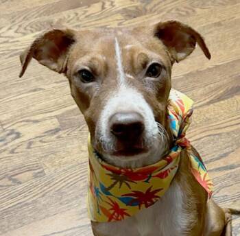 Cowboy (AO37317) -  Terrier Dog for Adoption in Kansas City, Kansas - Cowboy (AO37317) | PetCurious