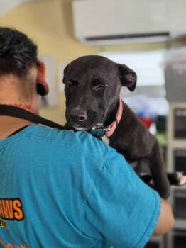 Melanie - Misha -  American Bulldog Dog for Adoption in Lakeland, Florida - Melanie - Misha | PetCurious