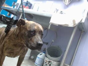 Rescue Pit Bull Terrier and Mixed Breed Dogs for Adoption in Albuquerque, New Mexico - TRUCK | PetCurious