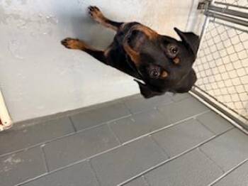 Rescue Rottweiler and Mixed Breed Dogs for Adoption in Columbus, Mississippi - RAMBO | PetCurious