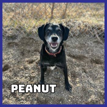 Black Labrador Retriever and Mixed Breed Dogs Available for Adoption in Glenwood, Minnesota - Peanut | PetCurious