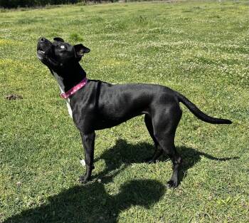 Pit Bull Terrier Dogs Available for Adoption in Boston, Massachusetts - Blue Eyes | PetCurious