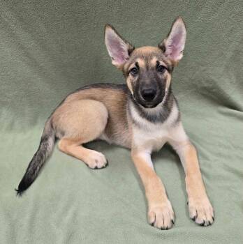 Captain America -  German Shepherd Dog and Husky Dog for Adoption in Frankfort, Indiana - Captain America | PetCurious