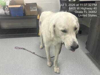 MARCUS -  Great Pyrenees Dog for Adoption in Ocala, Florida - MARCUS | PetCurious