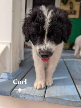 Carl -  Great Pyrenees Dog for Adoption in Berlin, New Jersey - Carl | PetCurious
