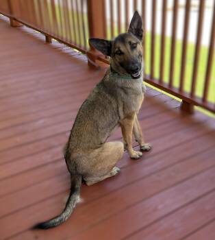 German Shepherd Dog Dogs Available for Adoption in Slidell, Louisiana - Adira | PetCurious