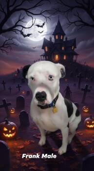 Rescue Pit Bull Terrier Dogs for Adoption in Attica, Indiana - Frank | PetCurious