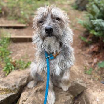 Clover -  Wirehaired Terrier and Mixed Breed Dog for Adoption in Portland, Oregon - Clover | PetCurious