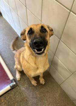 Yuna AKA Millie -  Belgian Shepherd Malinois and German Shepherd Dog Dog for Adoption in Rock Springs, Wyoming - Yuna AKA Millie | PetCurious