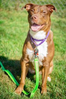 Truffle -  Pit Bull Terrier and Labrador Retriever Dog for Adoption in Valparaiso, Indiana - Truffle | PetCurious