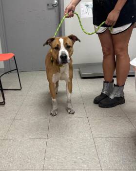 Staffordshire Bull Terrier Dogs Available for Adoption - Chic | PetCurious